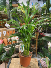 Areca Palm | Dypsis lutescens, a feathery tropical palm with arching golden stems