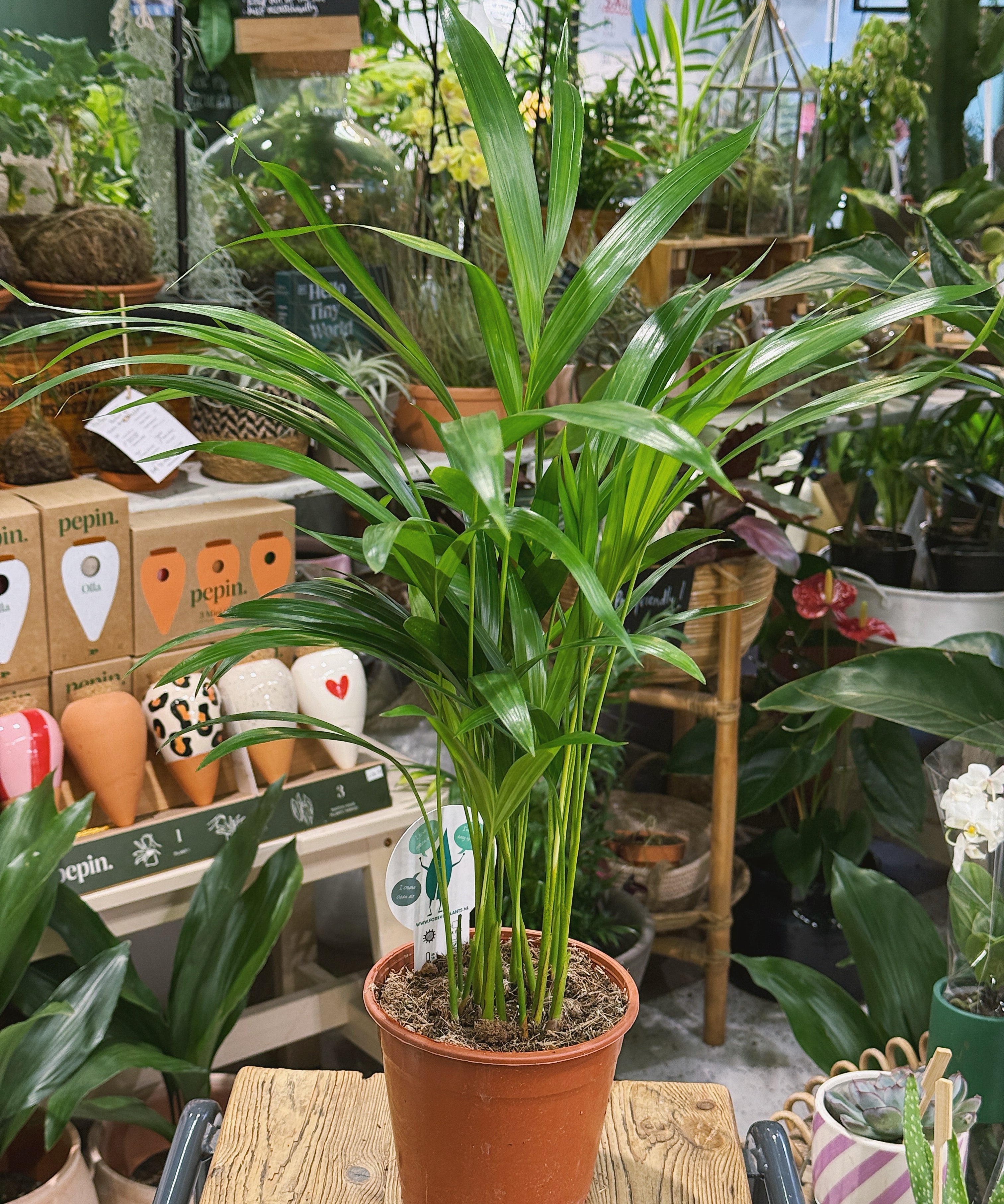 ArecaPalm2.jpg