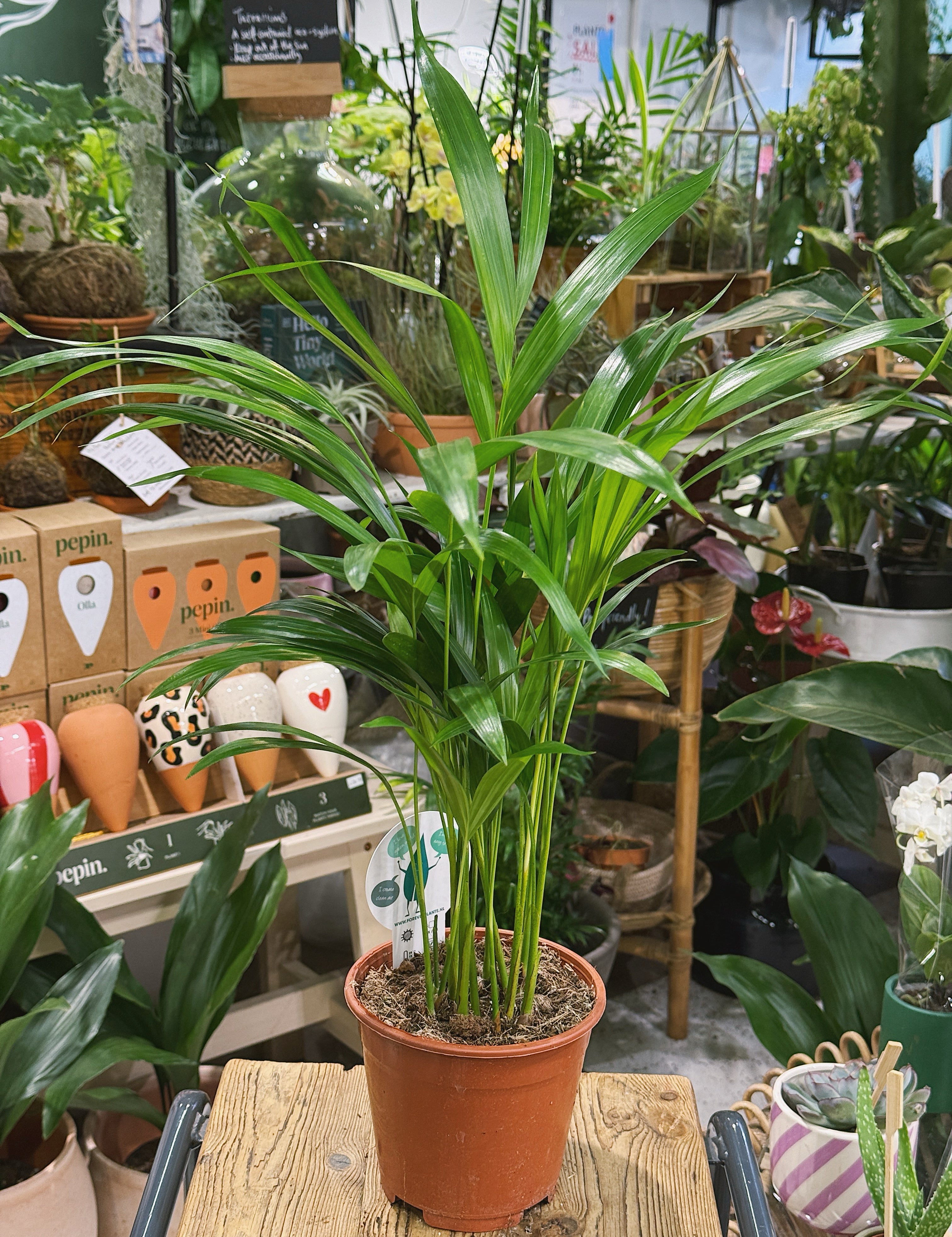 Easy Care Houseplants