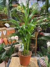 Areca Palm | Dypsis lutescens, a feathery tropical palm with arching golden stems
