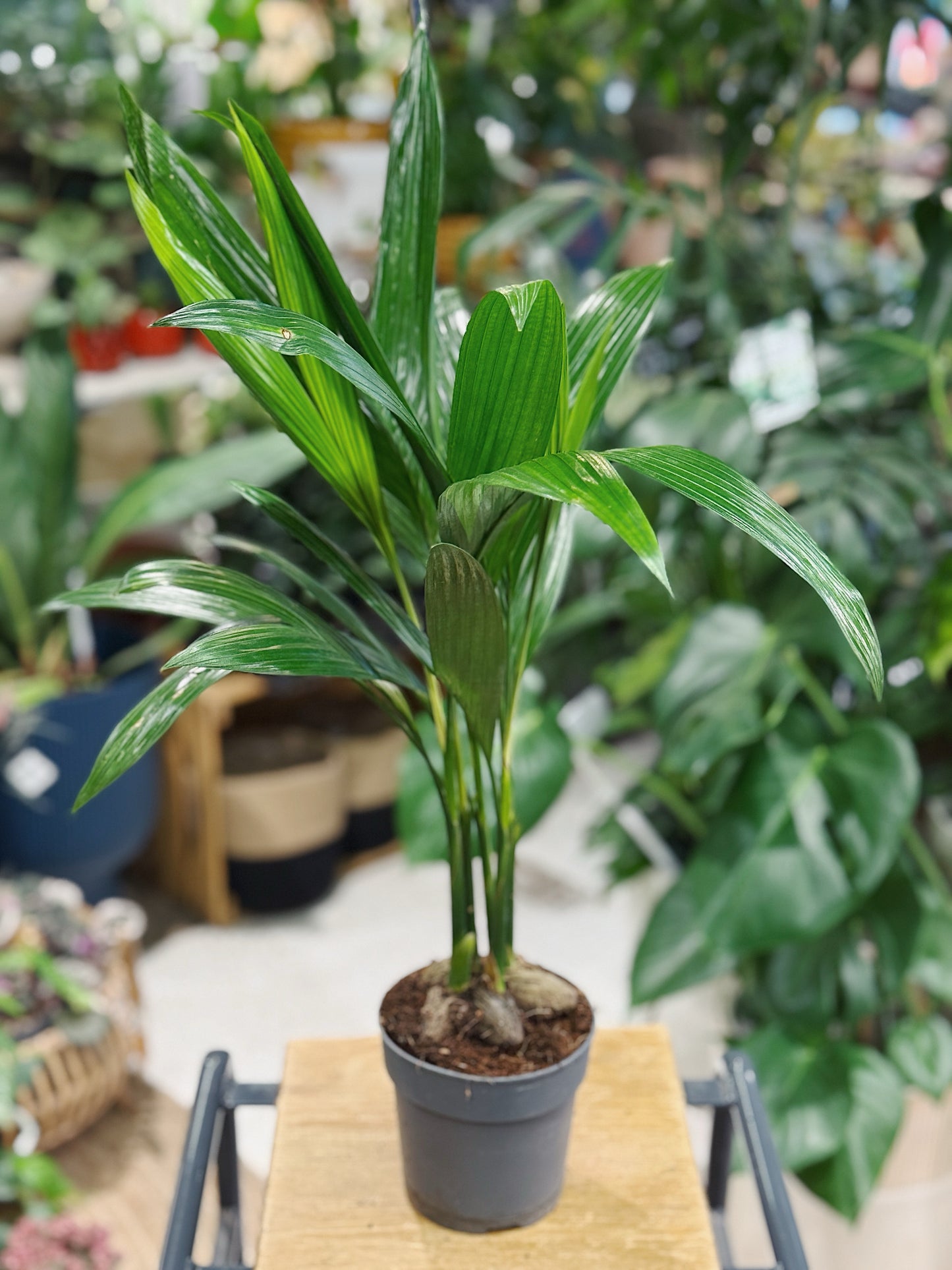 Betel nut palm | Areca catechu