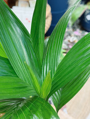 Areca catechu | Betel nut palm