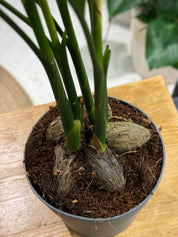 Areca catechu | Betel nut palm