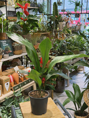 Cast Iron Plant | Aspidistra elatior | Tough Evergreen Houseplant