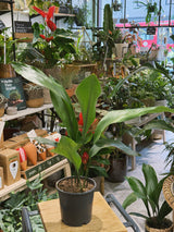Cast Iron Plant | Aspidistra elatior | Tough Evergreen Houseplant