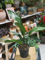 Cast Iron Plant | Aspidistra elatior | Tough Evergreen Houseplant