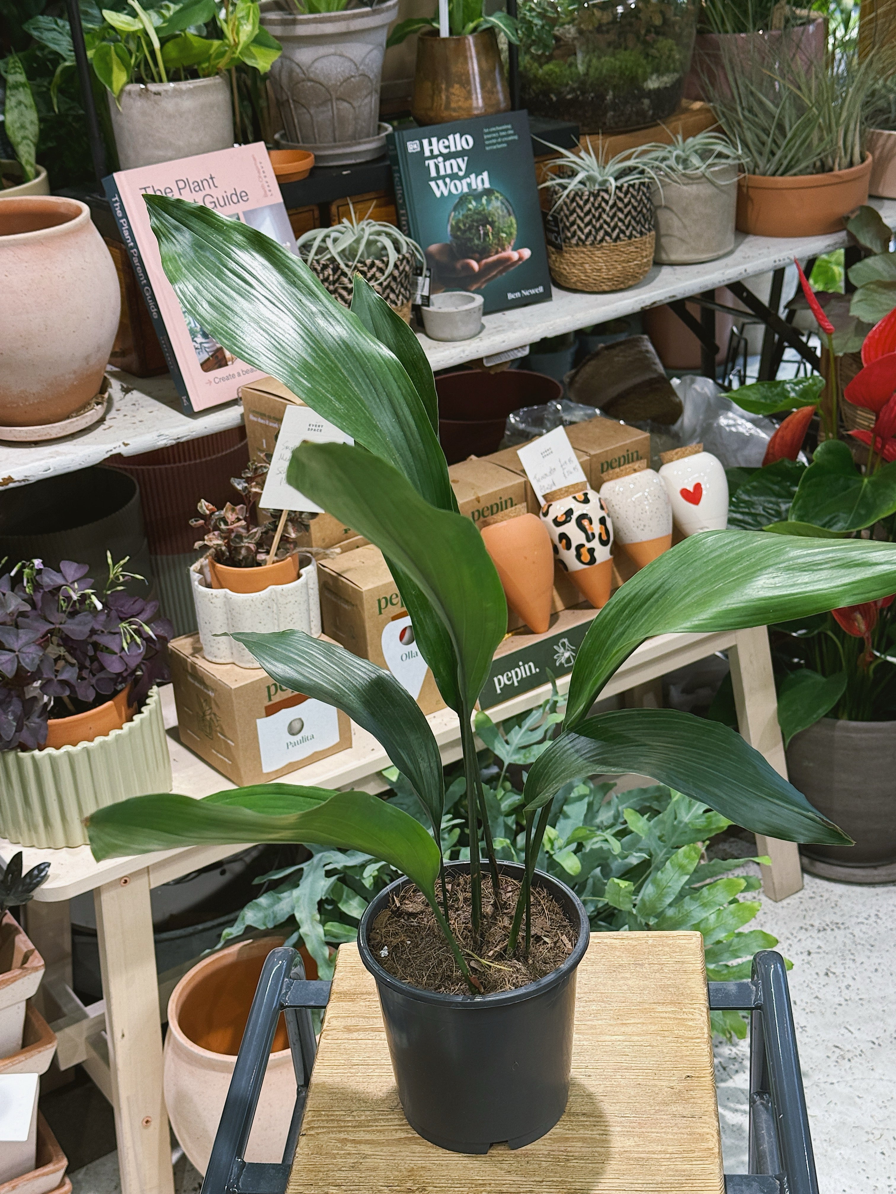 Cast Iron Plant | Aspidistra elatior | Tough Evergreen Houseplant