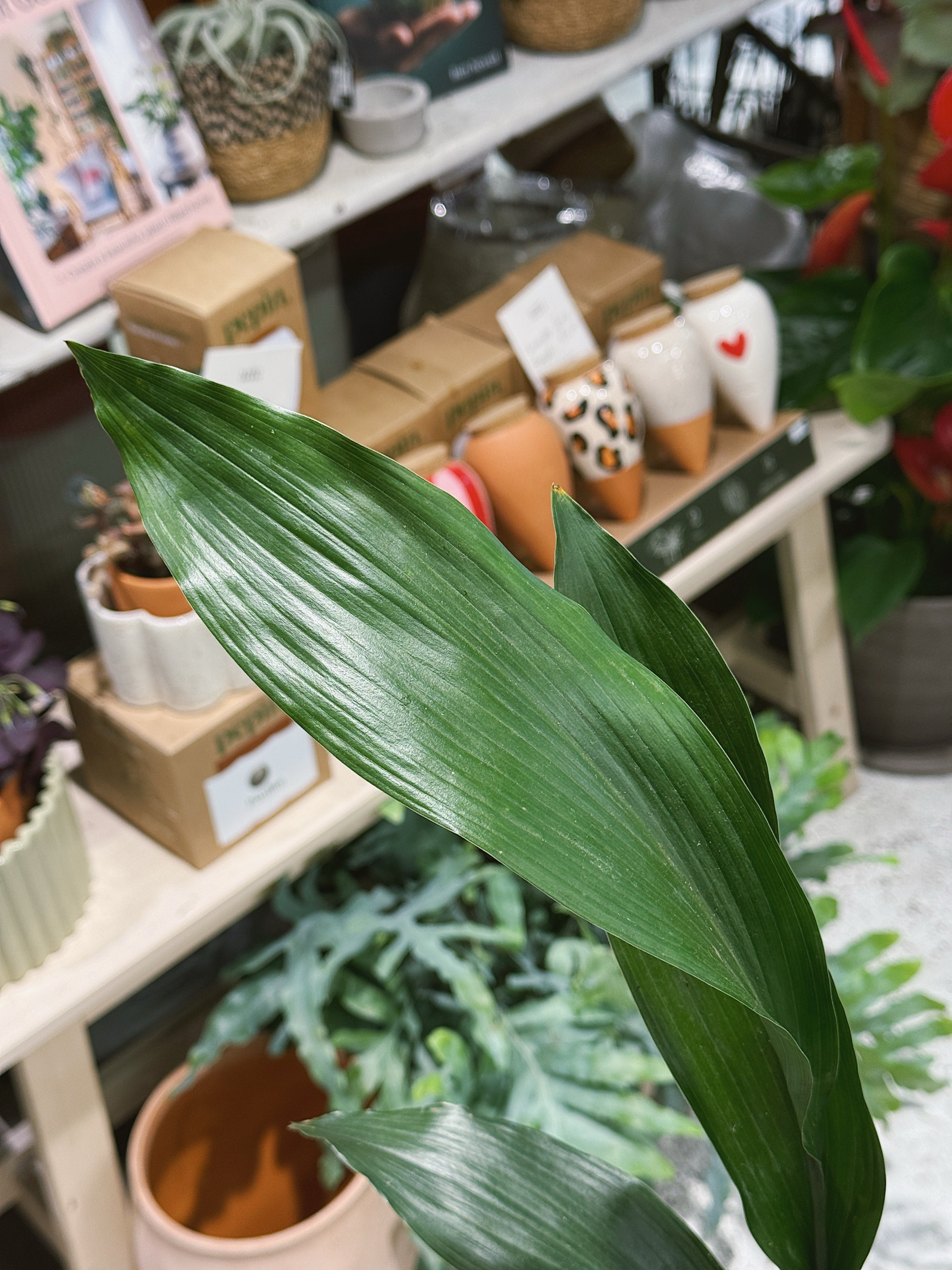 Cast Iron Plant | Aspidistra elatior | Tough Evergreen Houseplant