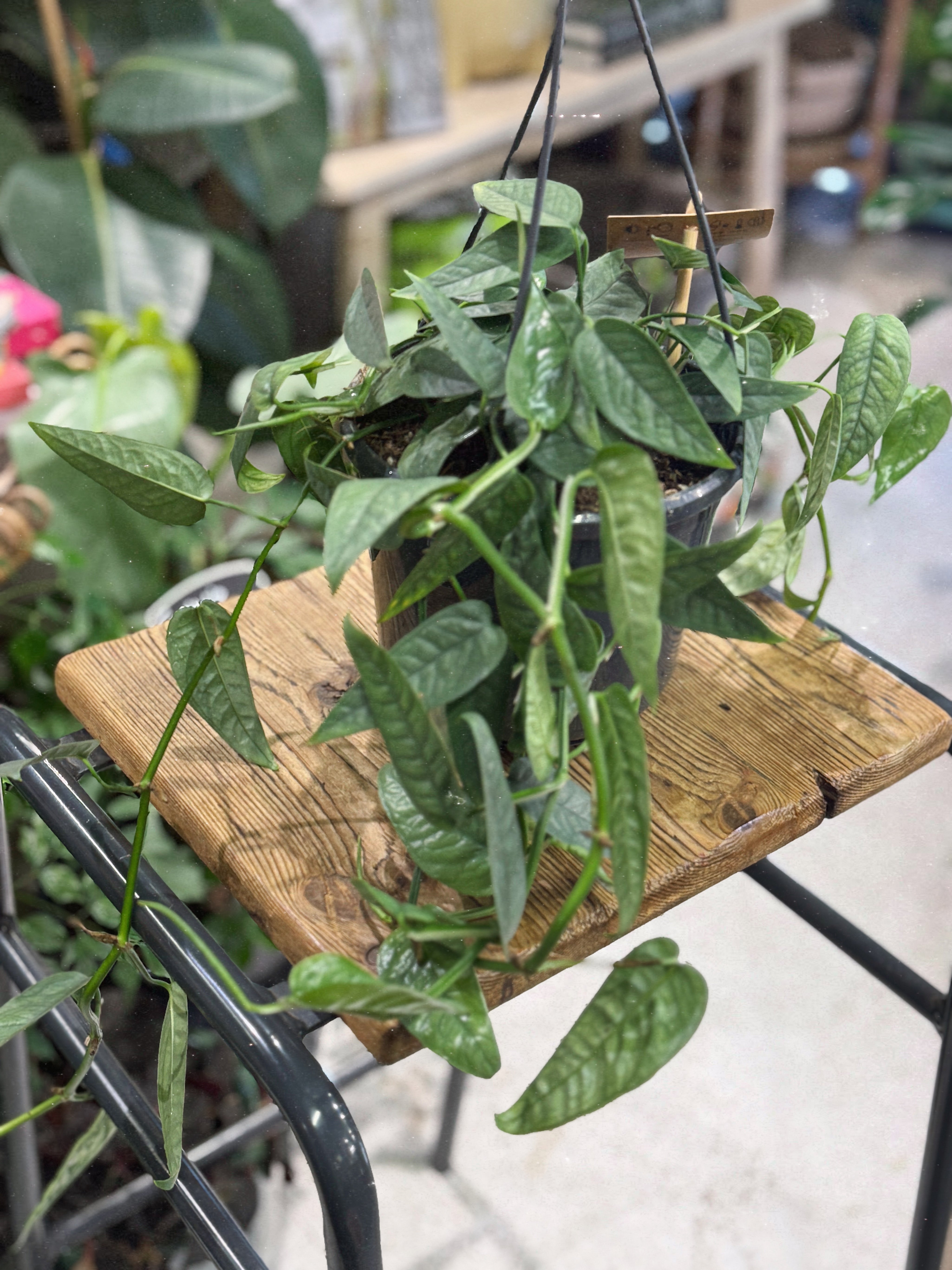 Epipremnum pinnatum 'Cebu Blue'