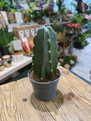 Cuddly Cactus | Cereus jamacaru f. monstrose, spineless sculptural cactus
