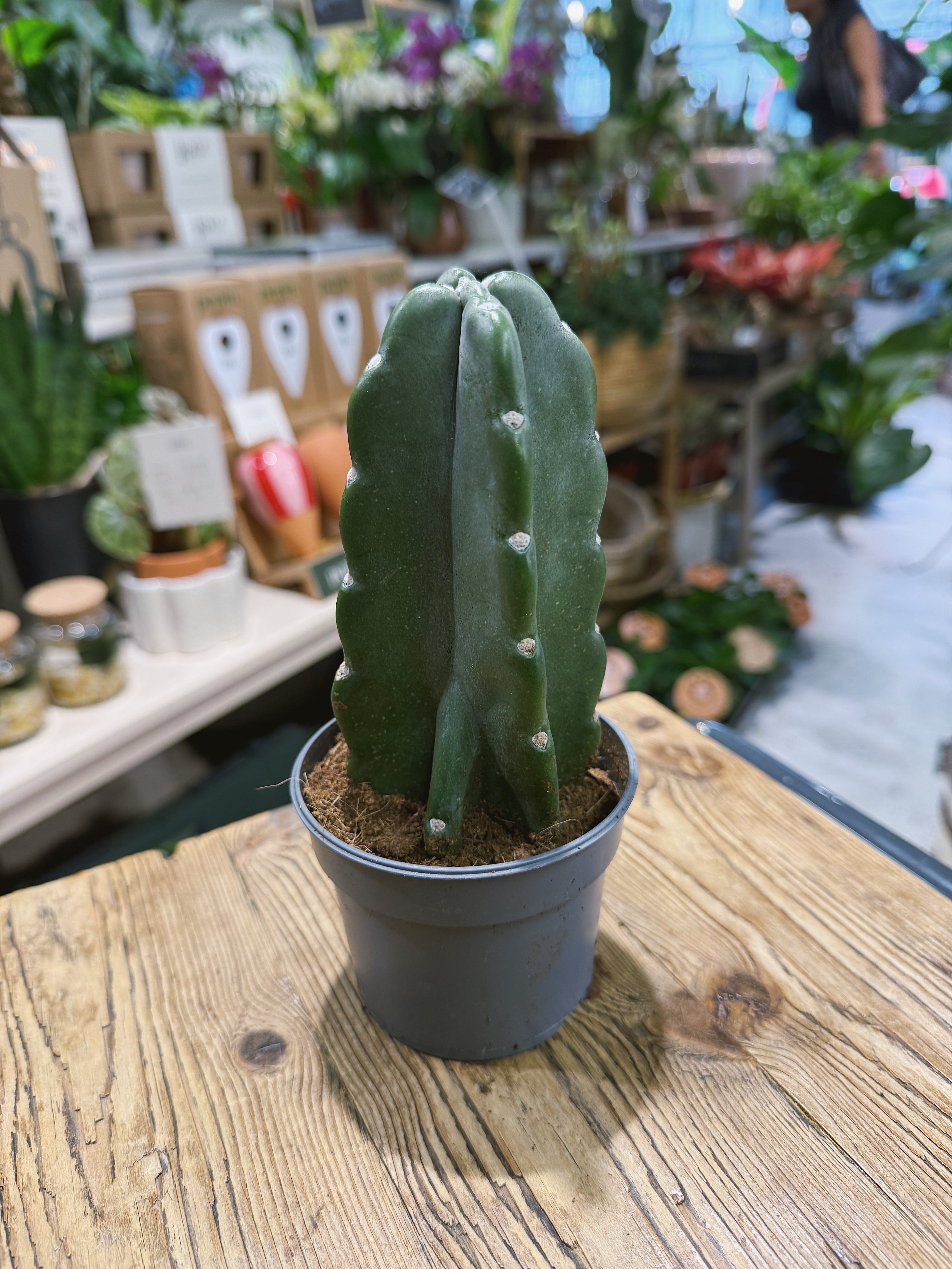 Cuddly Cactus | Cereus jamacaru f. monstrose, spineless sculptural cactus