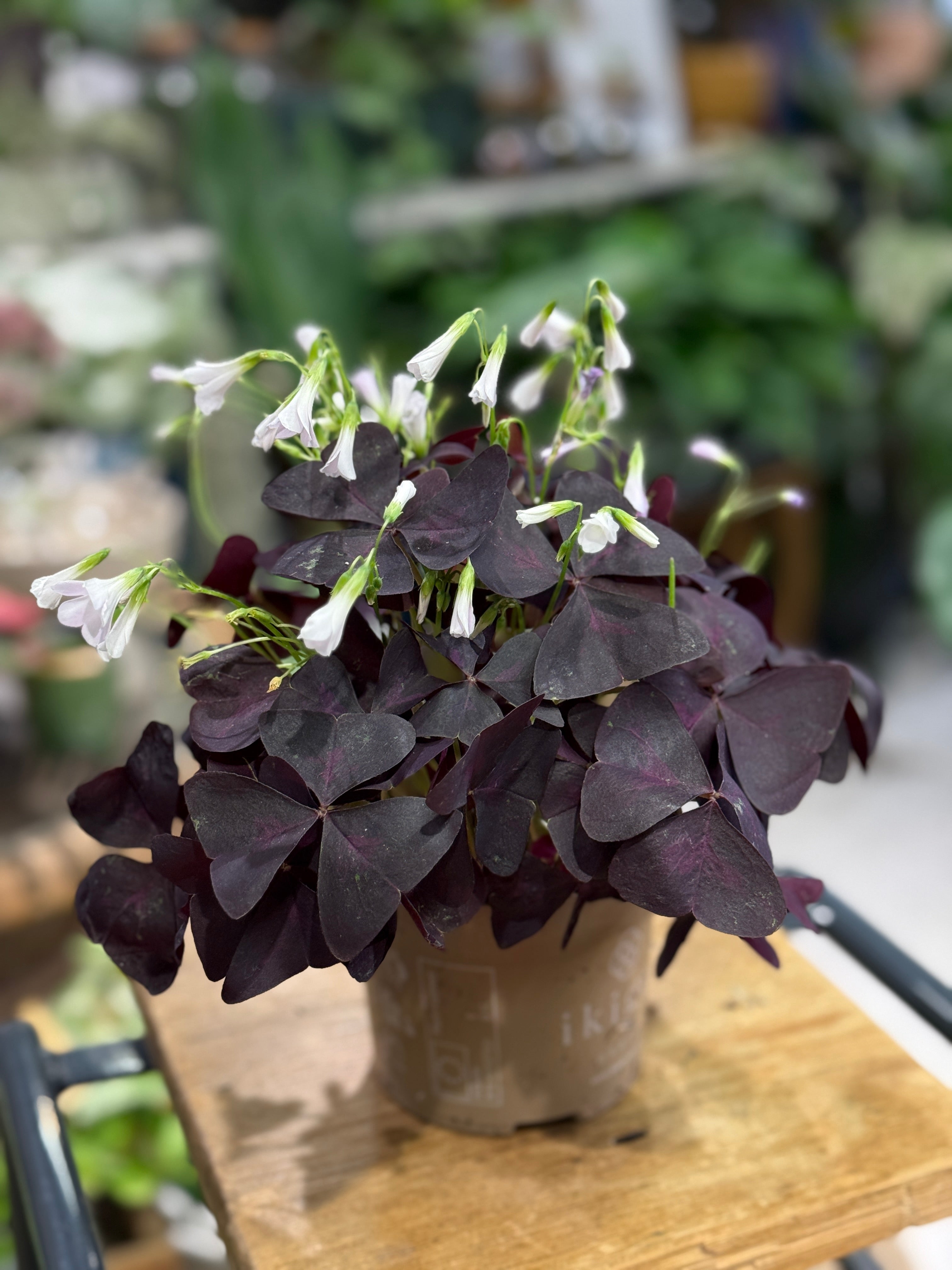 False Shamrock | Oxalis triangularis (Purple Leaf)