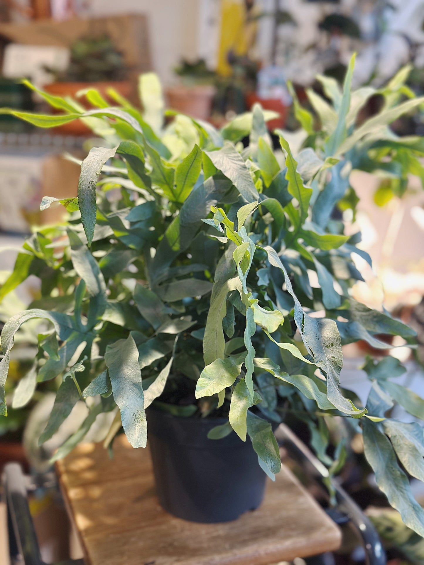 Phlebodium Aureum Blue Star | Blue Star Fern