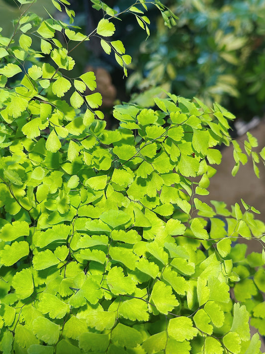 Adiantum Raddianum 'Fragrans' | Maidenhair Fern