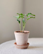 A small green leafy plant in a speckled light pink terracotta pot with a matching saucer, set on a light gray surface against a soft beige background.