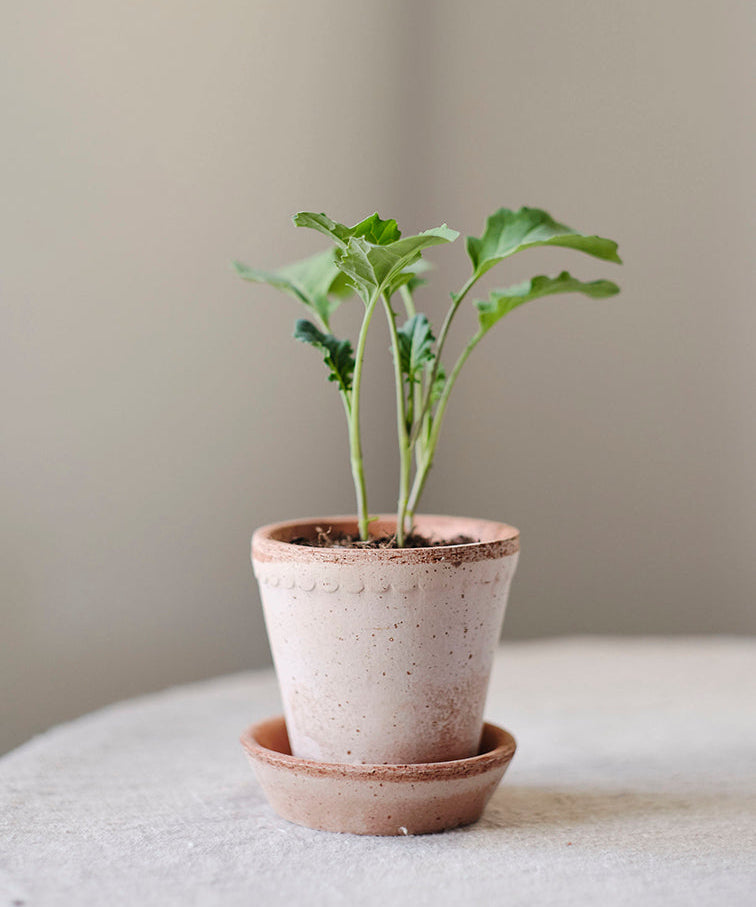 A small green leafy plant in a speckled light pink terracotta pot with a matching saucer, set on a light gray surface against a soft beige background.