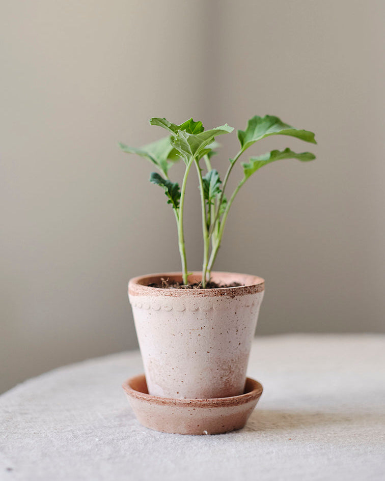 A small green leafy plant in a speckled light pink terracotta pot with a matching saucer, set on a light gray surface against a soft beige background.