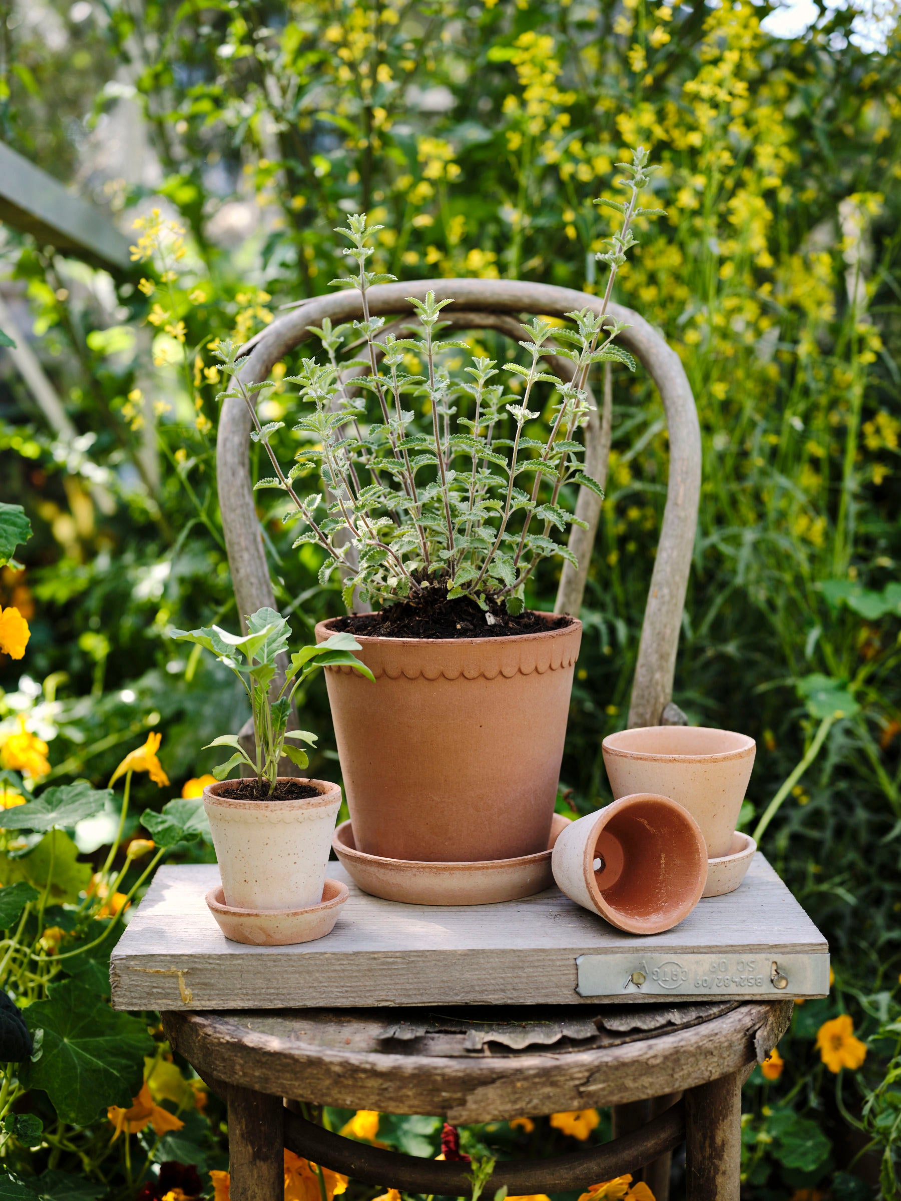 Helena Pot | Rose Clay