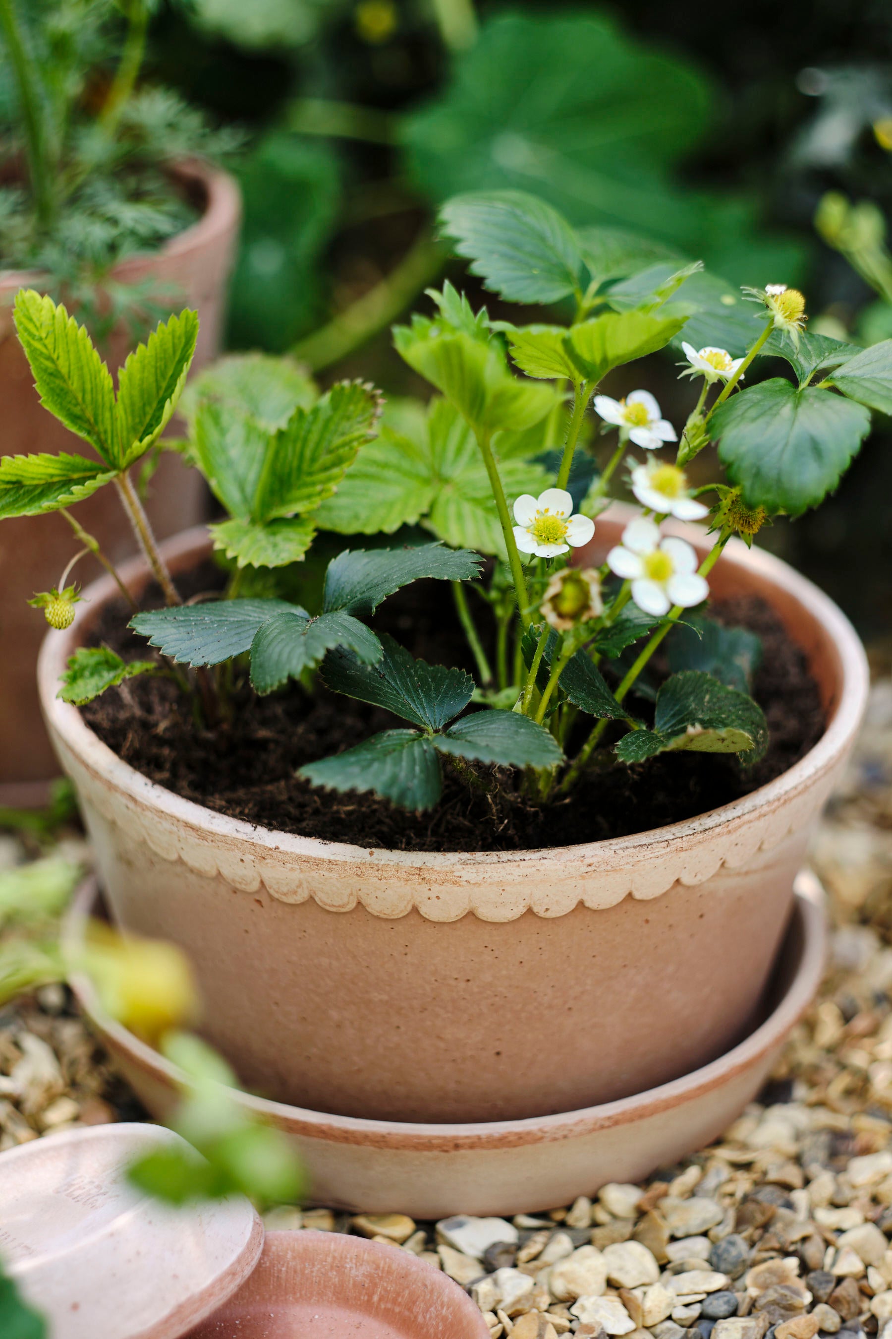 Helena Pot | Rose Clay