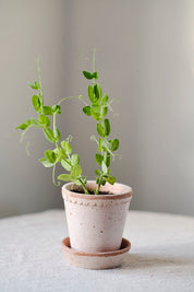 Helena Pot | Rose Clay