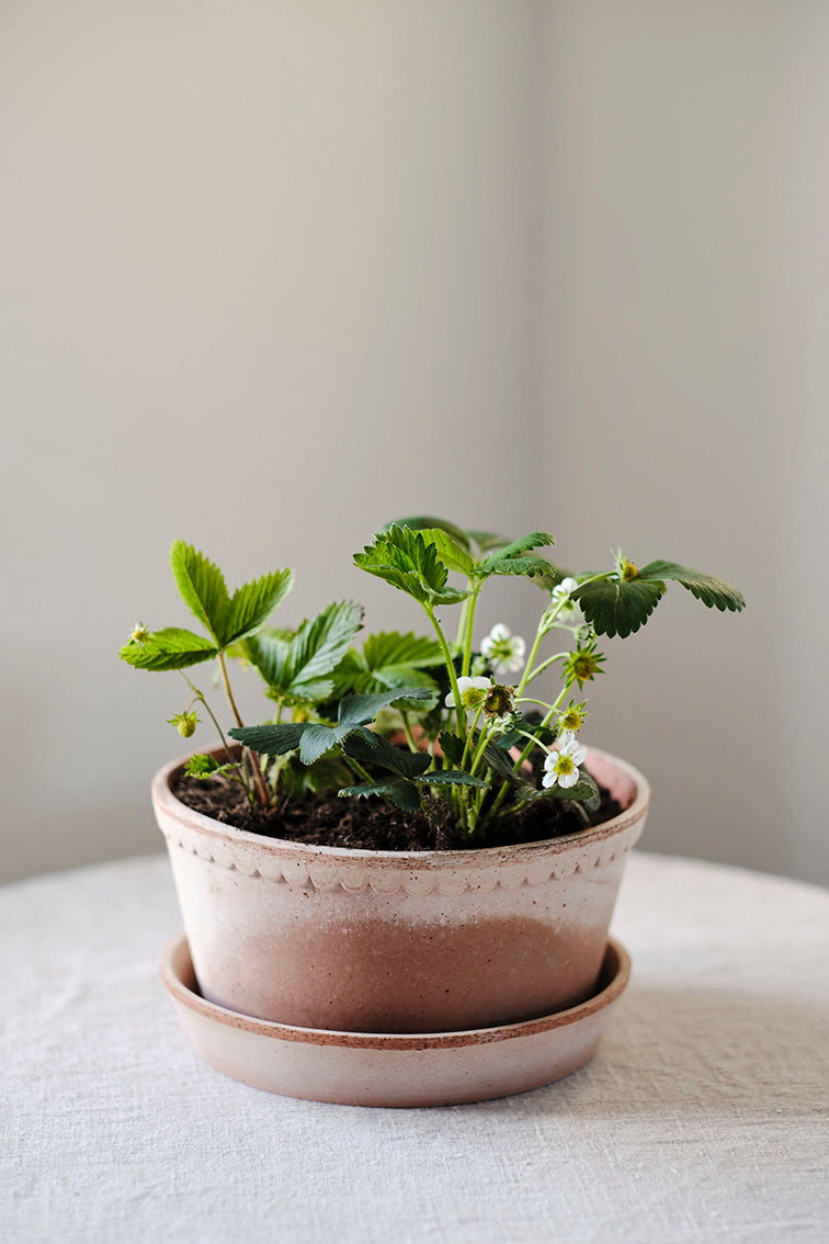 Helena Pot | Rose Clay
