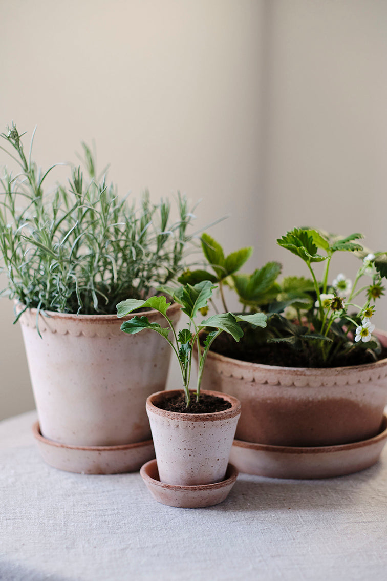 Helena Pot | Rose Clay