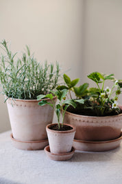 Helena Pot | Rose Clay