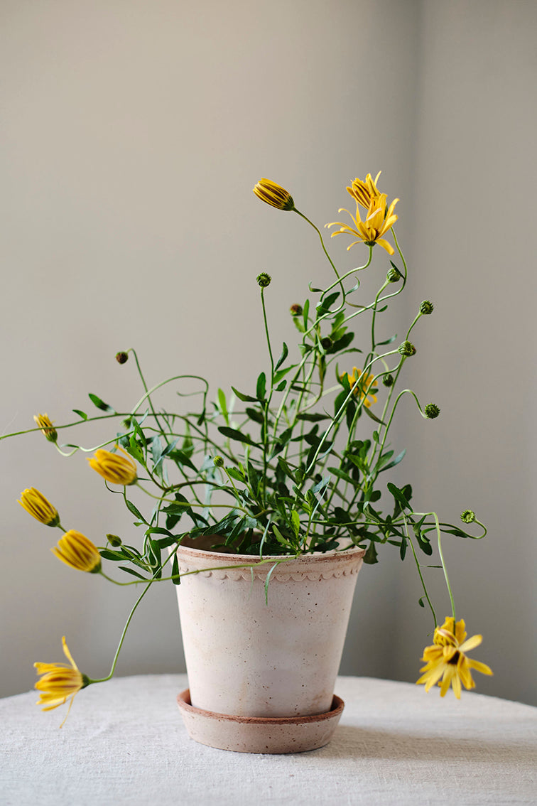 Helena Pot | Rose Clay