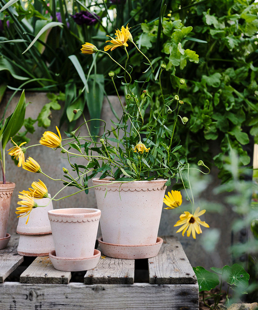Potted plants with yellow flowers on a wooden surface