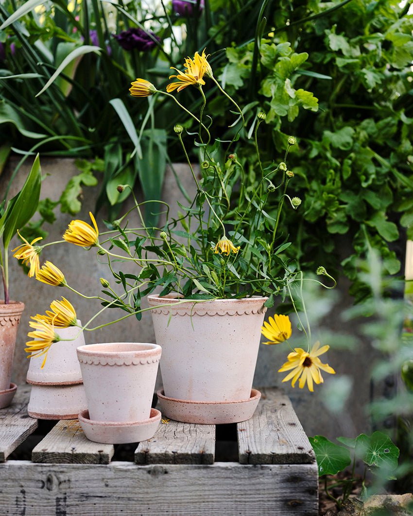 Potted plants with yellow flowers on a wooden surface