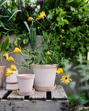 Potted plants with yellow flowers on a wooden surface
