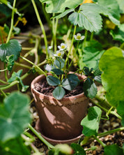 A small potted strawberry plant with white flowers and green leaves growing in a terracotta pot, surrounded by lush garden foliage.