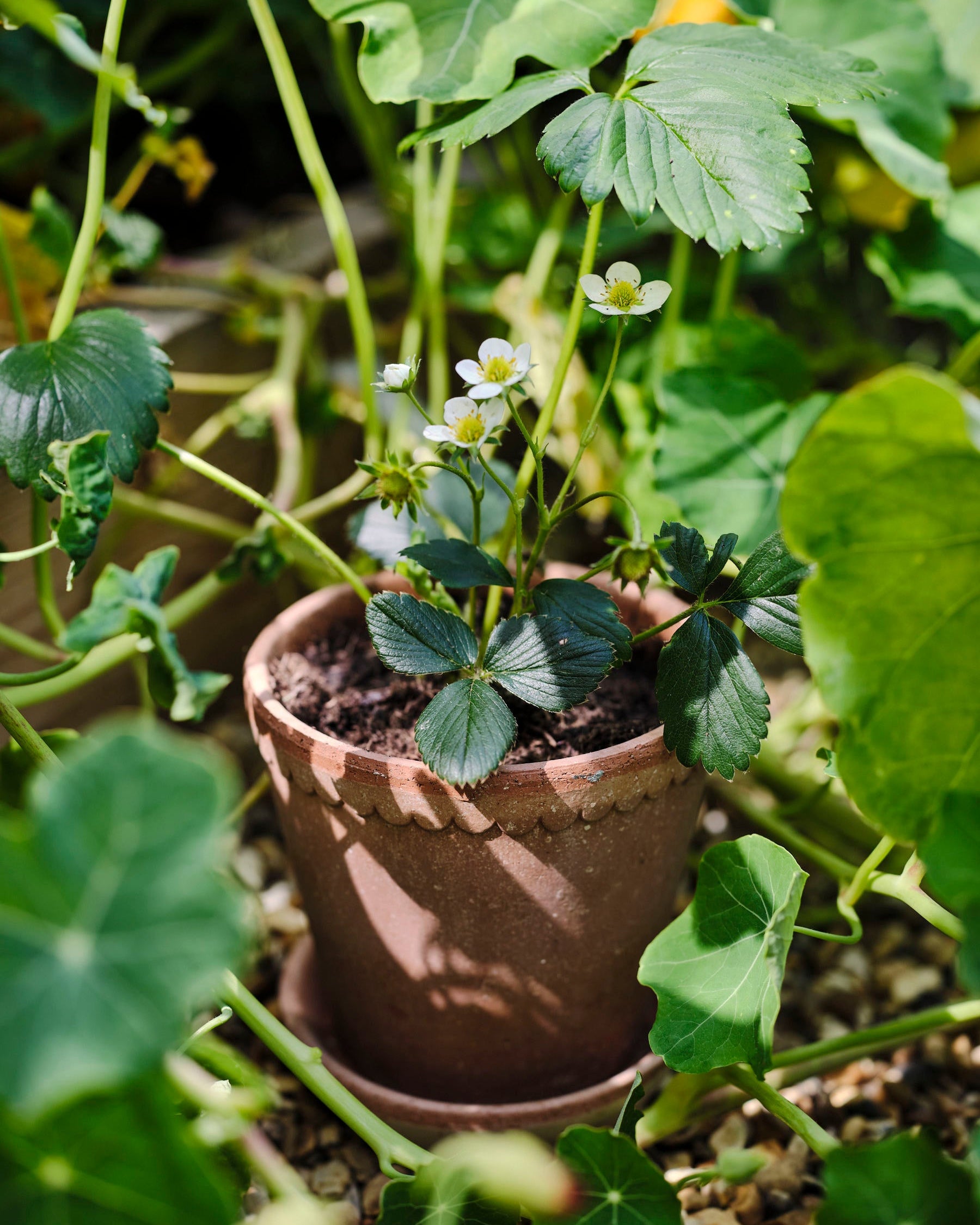 A small potted strawberry plant with white flowers and green leaves growing in a terracotta pot, surrounded by lush garden foliage.