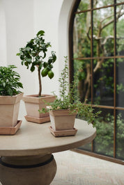 Gaia Pot & Saucer in Rosa Terracotta