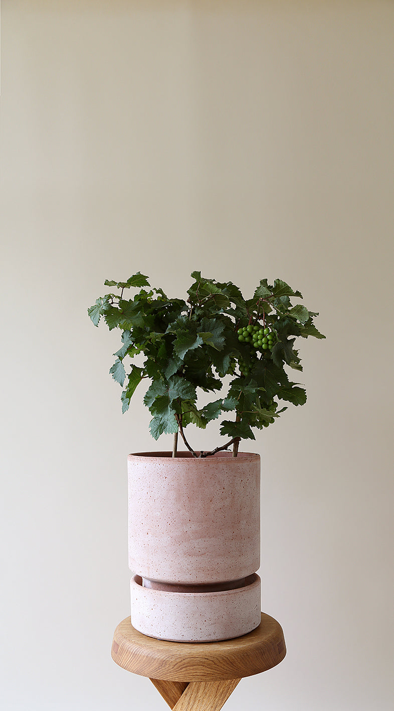 Hoff Pot Ø12cm | Rose Clay