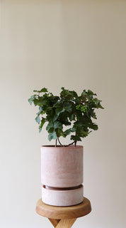 Hoff Pot Ø12cm | Rose Clay