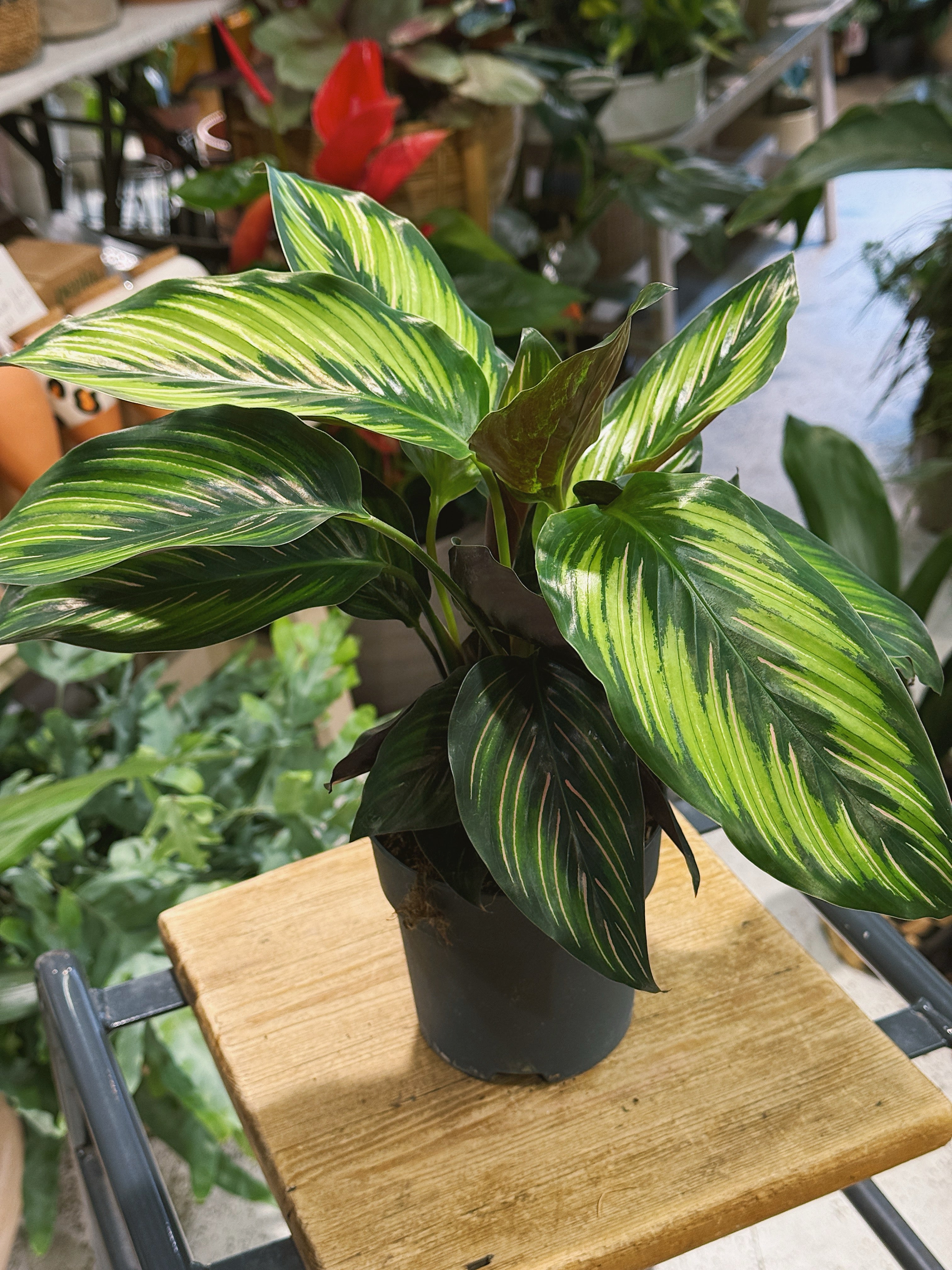 Beauty Star Calathea | Goeppertia ornata 'Beautystar' | pink-striped prayer plant with purple undersides