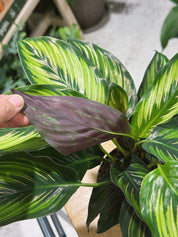 Beauty Star Calathea | Goeppertia ornata 'Beautystar' | pink-striped prayer plant with purple undersides