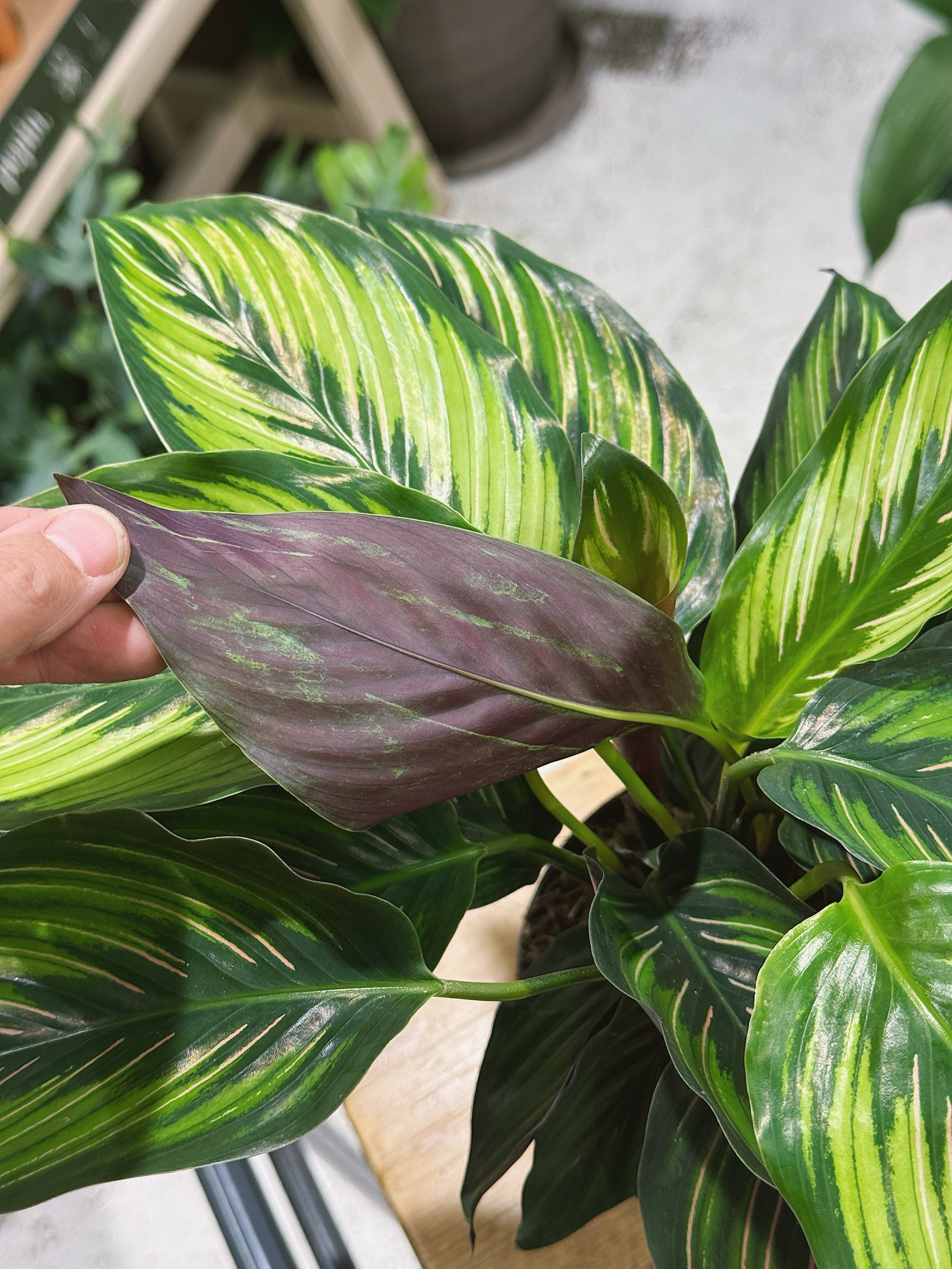 Beauty Star Calathea | Goeppertia ornata 'Beautystar' | pink-striped prayer plant with purple undersides