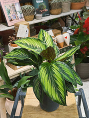 Beauty Star Calathea | Goeppertia ornata 'Beautystar' | pink-striped prayer plant with purple undersides