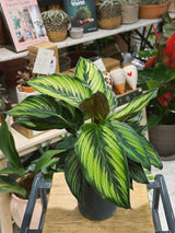 Beauty Star Calathea | Goeppertia ornata 'Beautystar' | pink-striped prayer plant with purple undersides