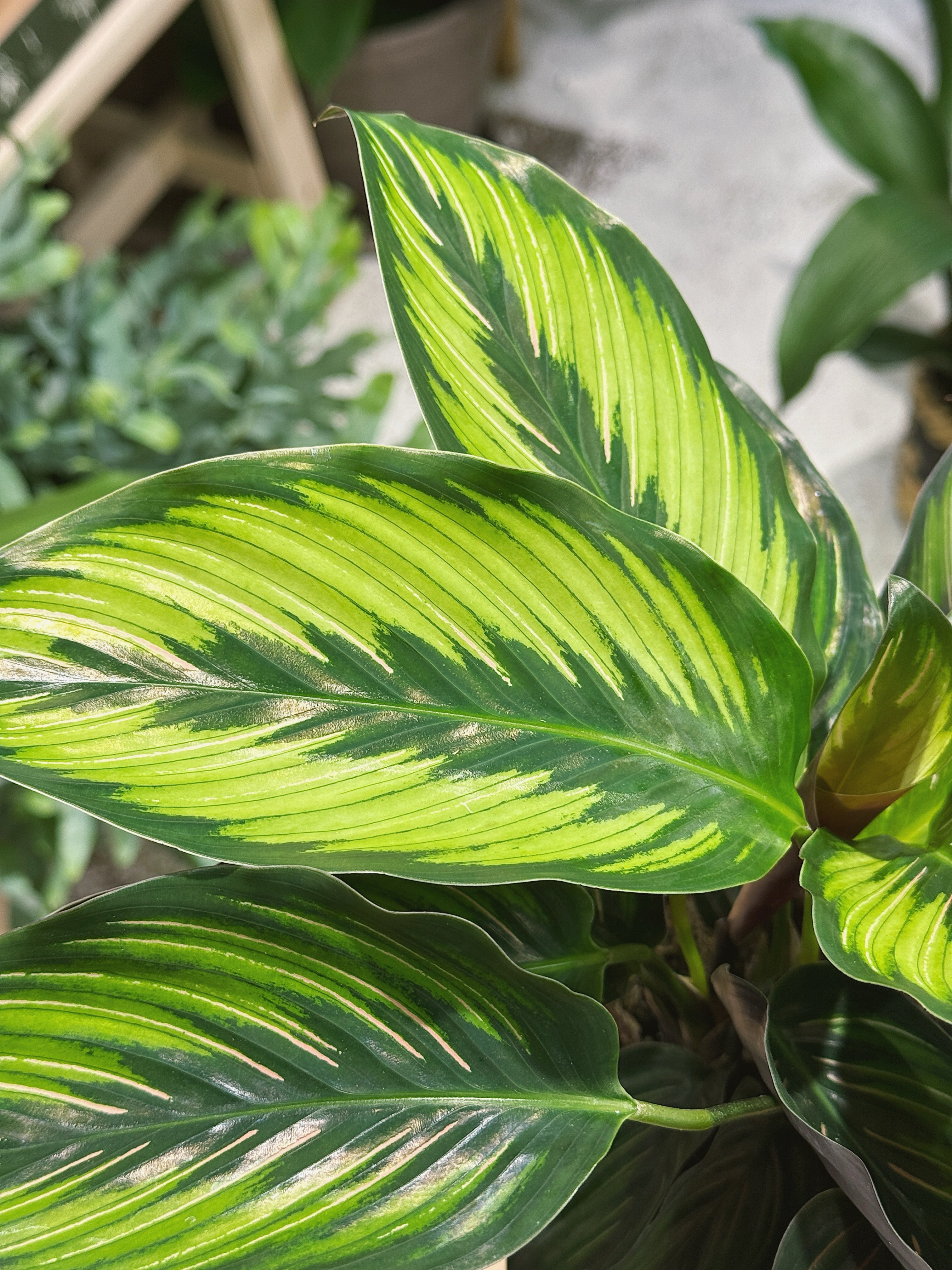 Beauty Star Calathea | Goeppertia ornata 'Beautystar' | pink-striped prayer plant with purple undersides