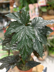 Begonia 'Aiai' | Dramatic Foliage Houseplant
