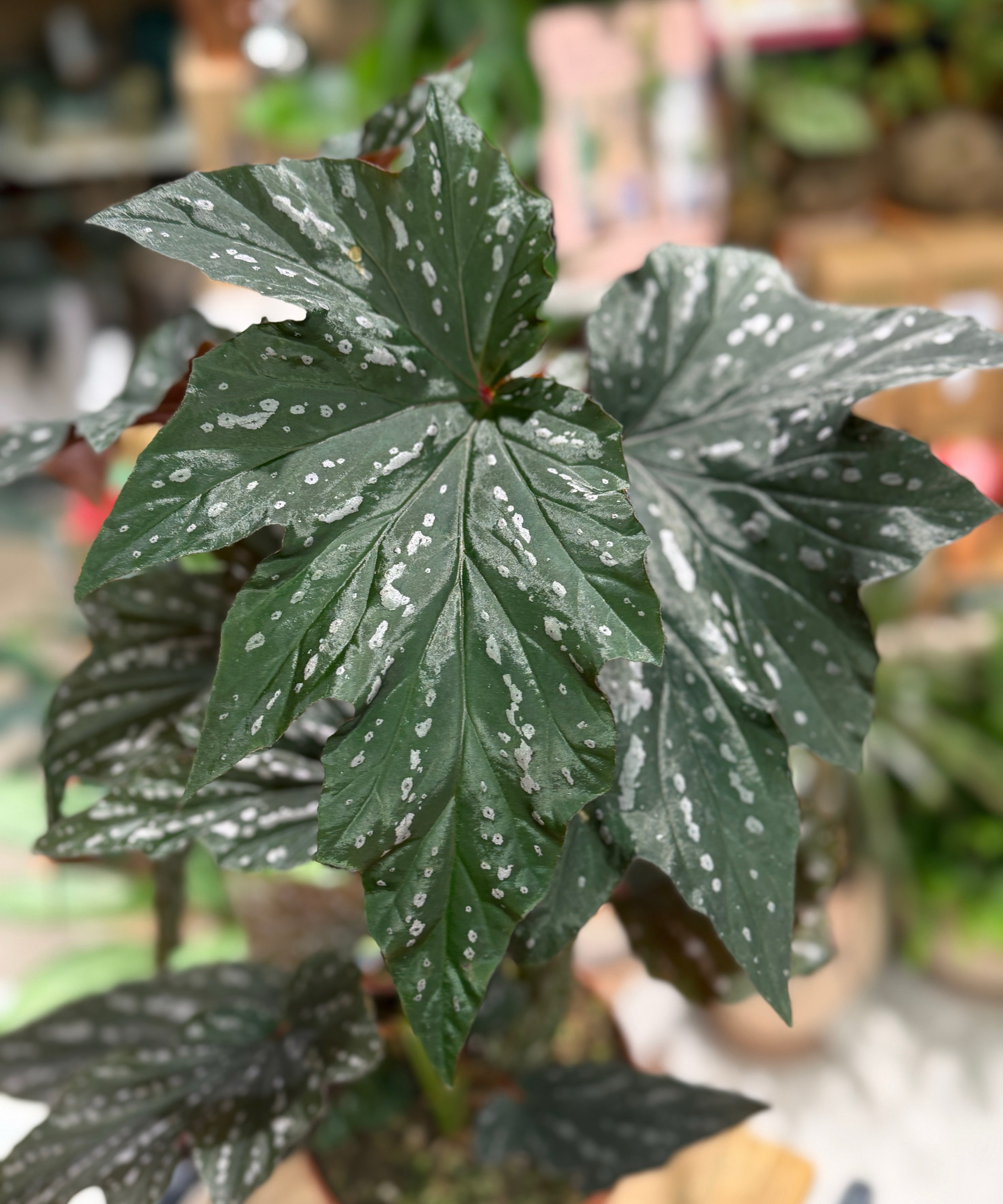 Begonia_Aiai.jpg