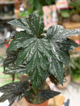 Begonia 'Aiai' | Dramatic Foliage Houseplant