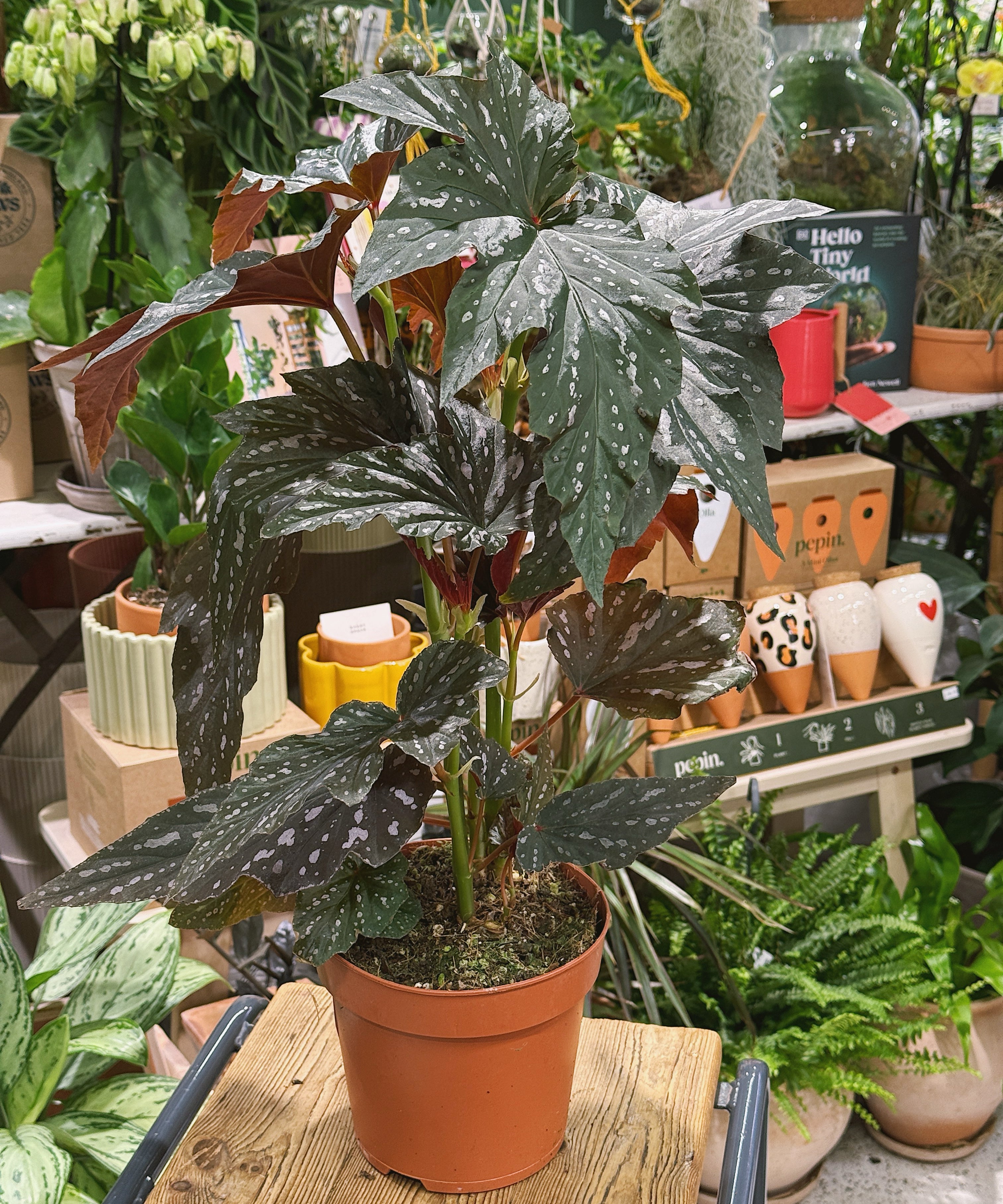 Begonia_Aiai_1.jpg