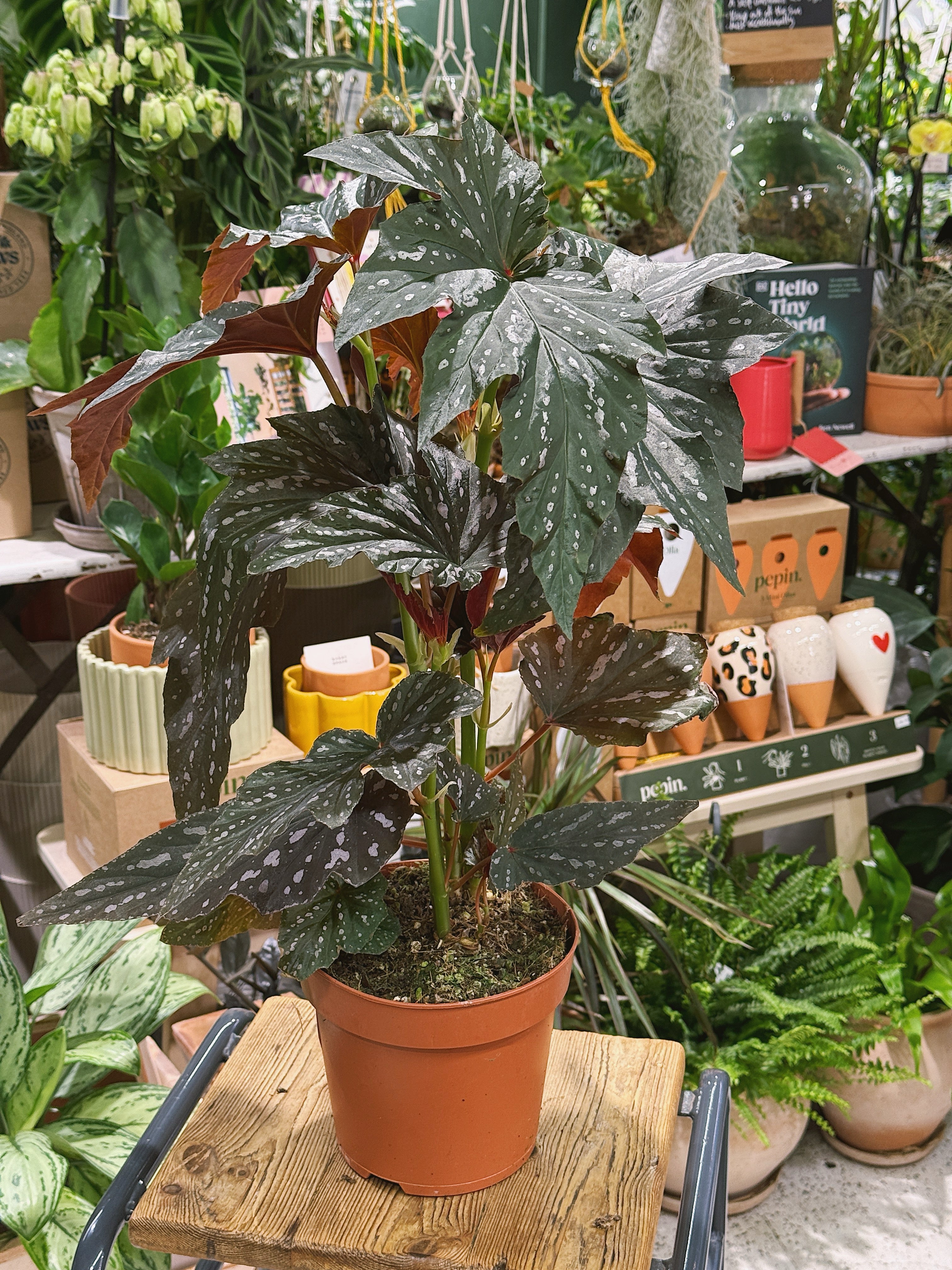 Begonia 'Aiai' | Dramatic Foliage Houseplant