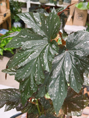Begonia 'Aiai' | Dramatic Foliage Houseplant
