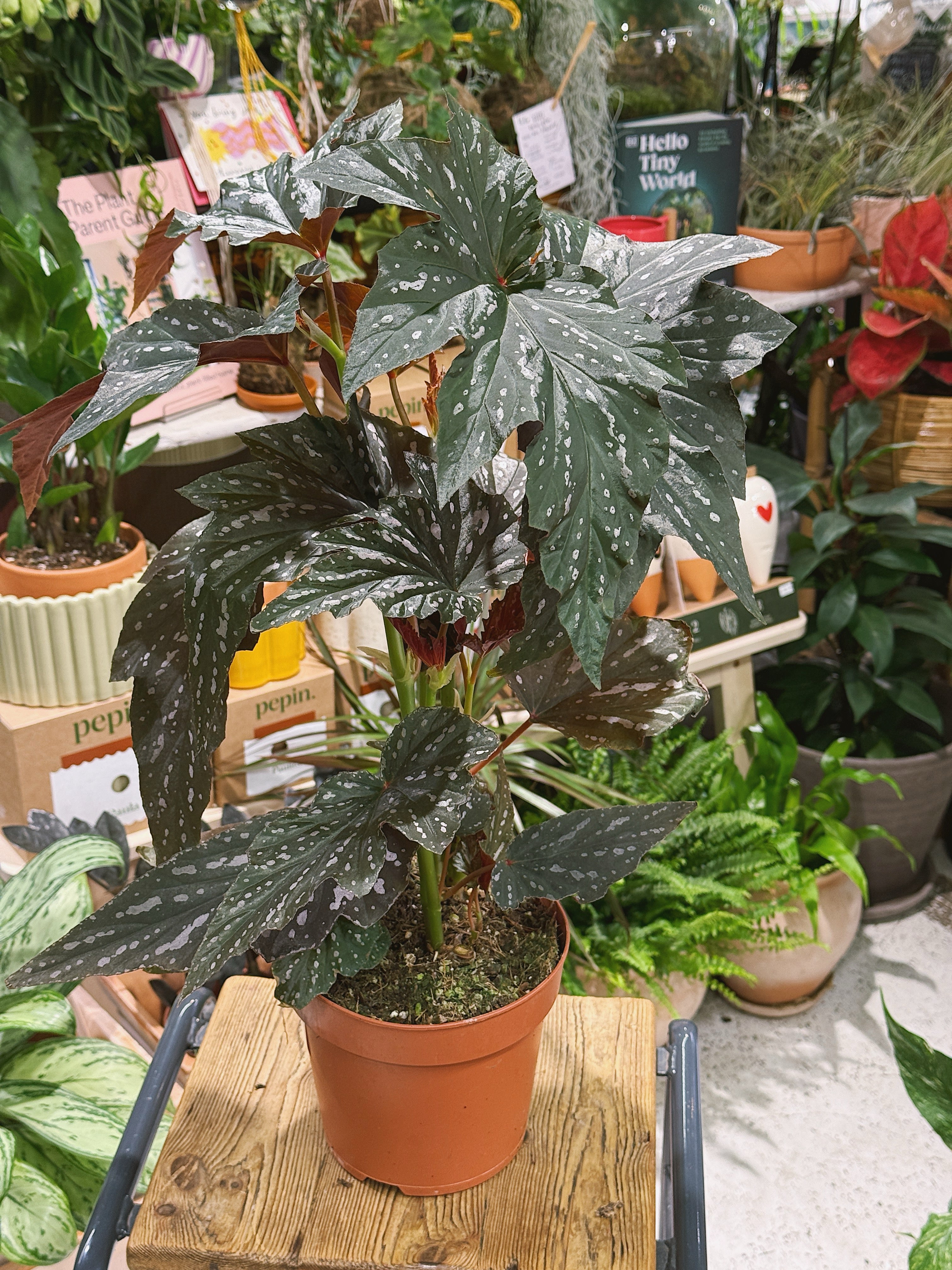 Begonia 'Aiai' | Dramatic Foliage Houseplant