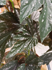 Begonia 'Aiai' | Dramatic Foliage Houseplant